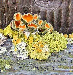 lichen