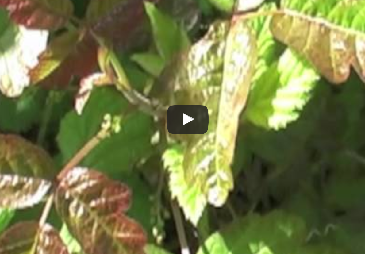 How to Identify Poison Oak - Elkhorn Slough