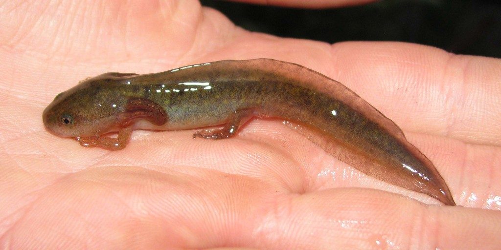 Barred Tiger Salamander Larvae