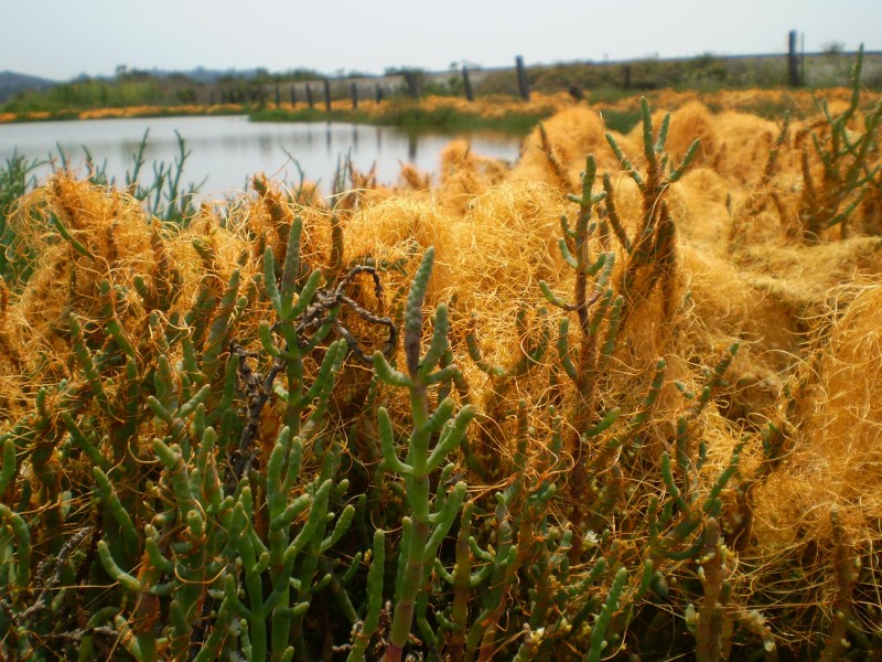 Pickleweed Elkhorn Slough