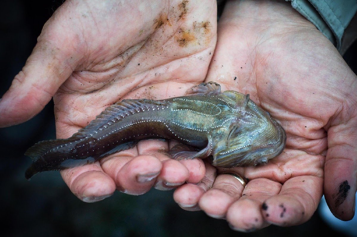 Plainfin Midshipman Elkhorn Slough