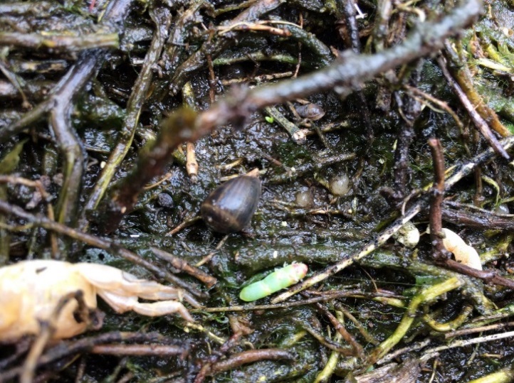 California salt marsh snails Elkhorn Slough