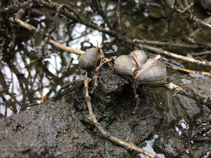 California salt marsh snails Elkhorn Slough