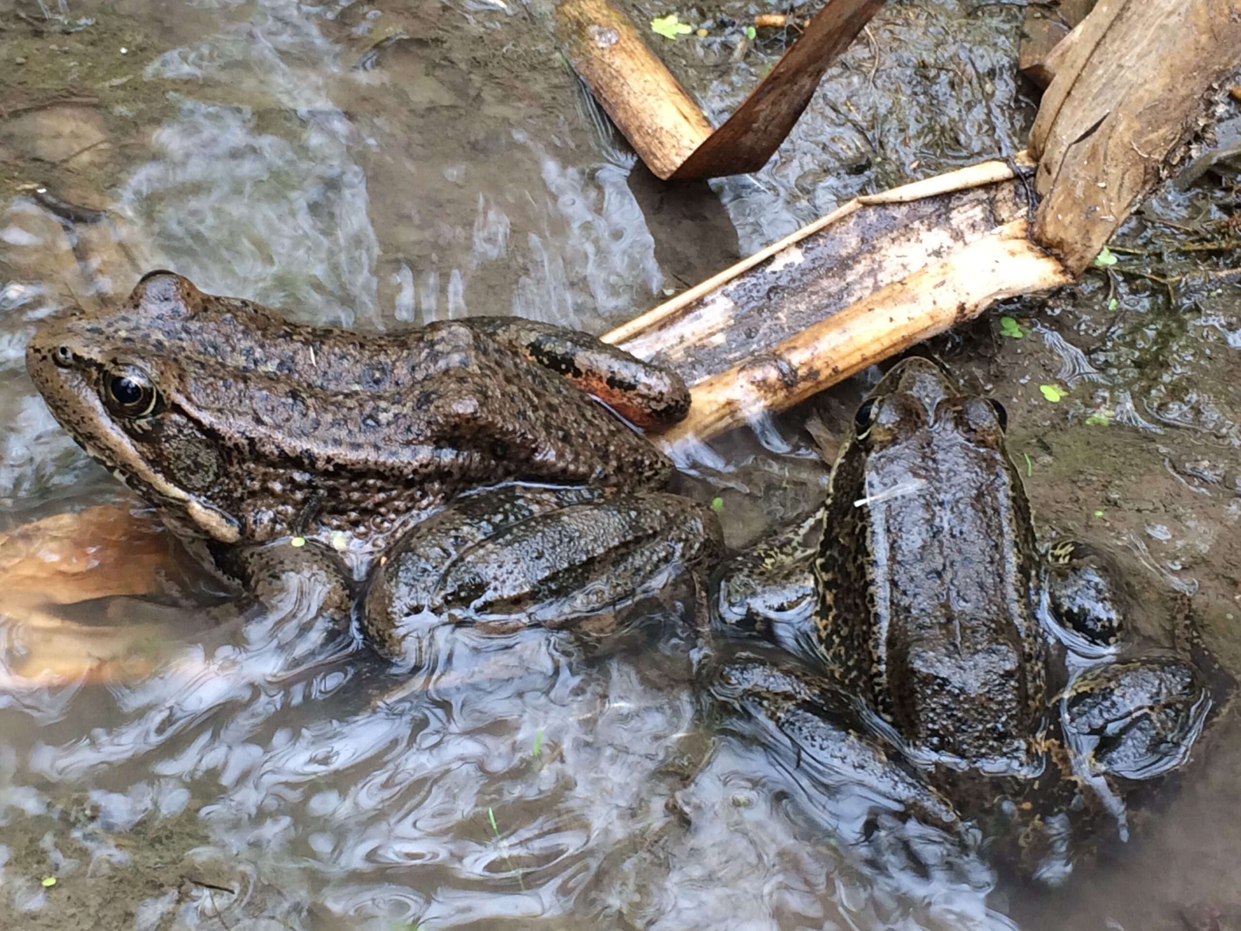 Amphibian Research, Habitat Restoration and Monitoring Program