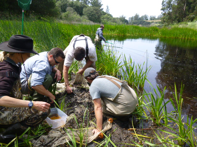 Amphibian Research, Habitat Restoration and Monitoring Program