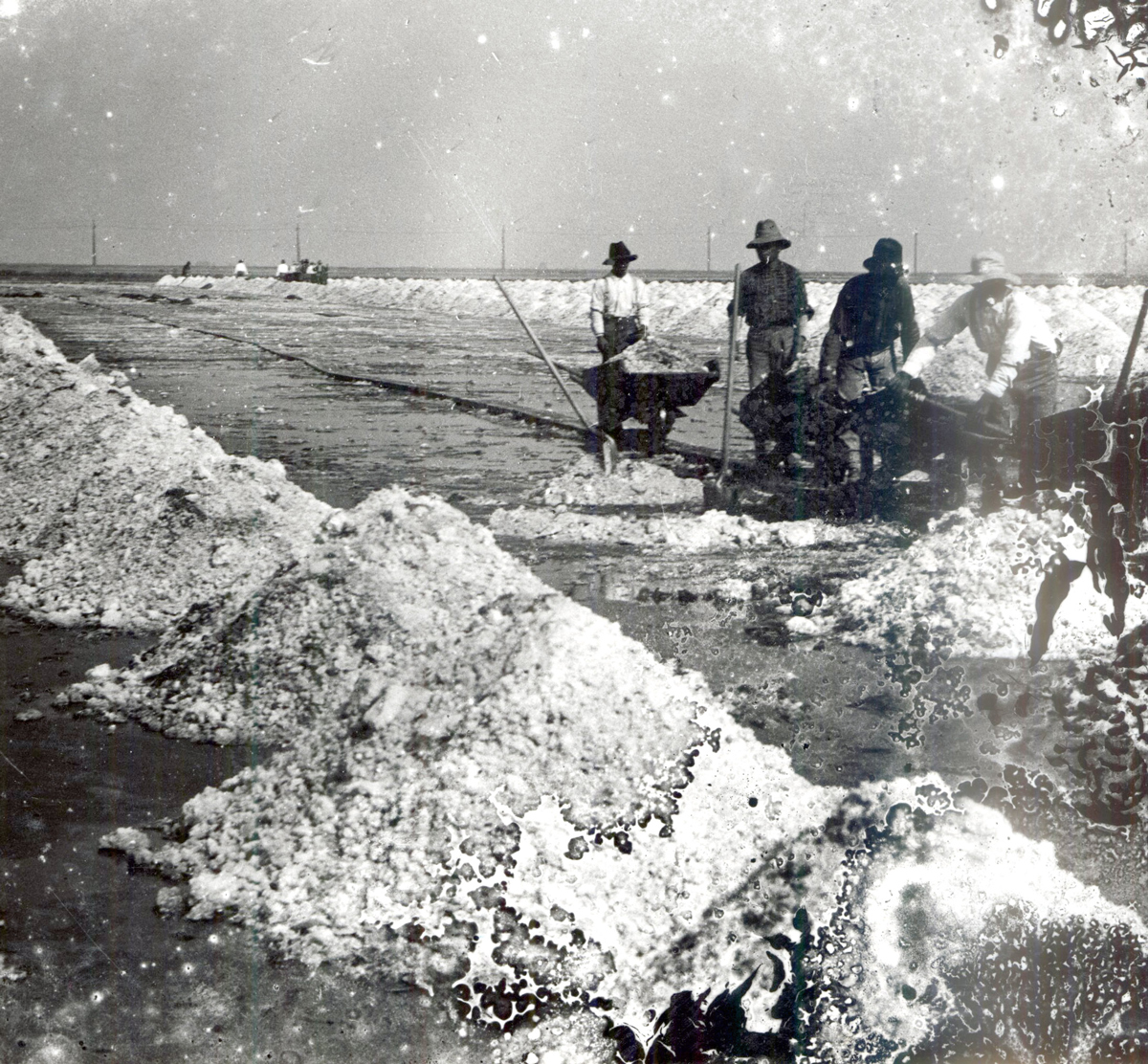 1921 Salt Beds Elkhorn Slough